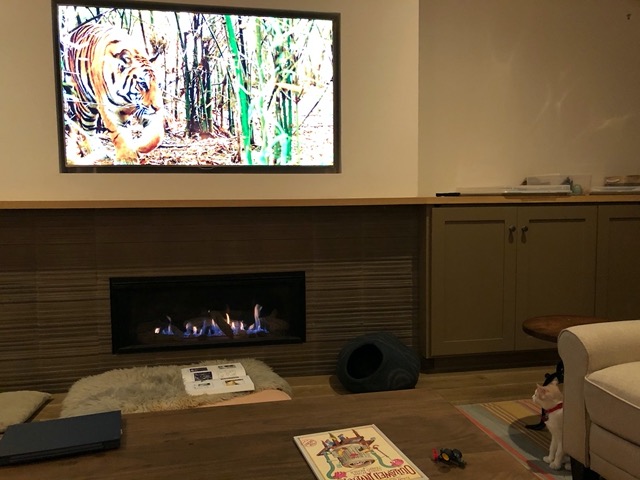 Small cat (lower right) watching big cat (on screen)