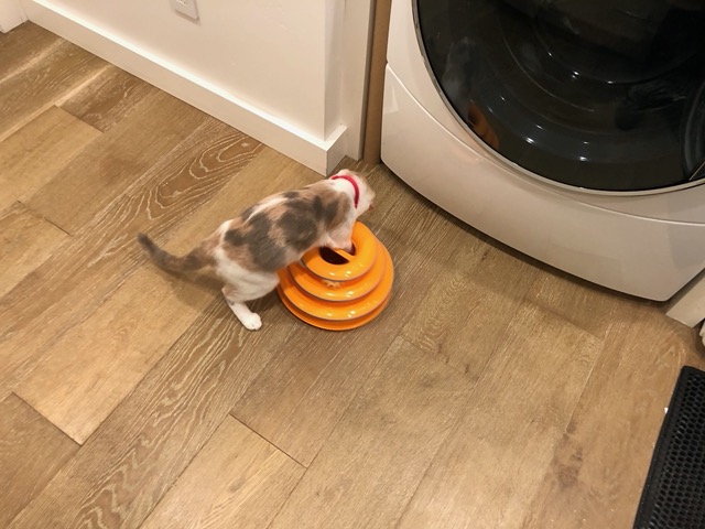 Rolly ball toy for the laundry room