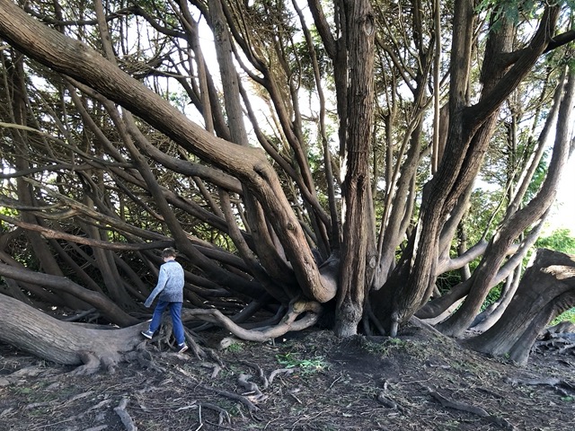 The kids love playing inthis tree afterwards