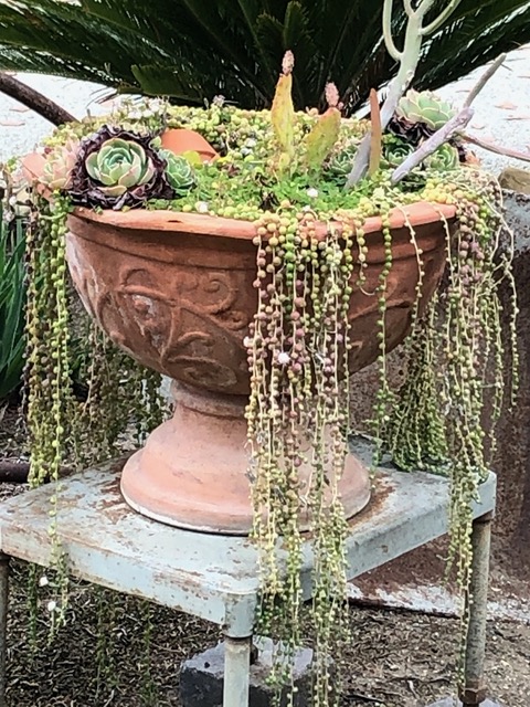 Got some ideas for succulent pots
