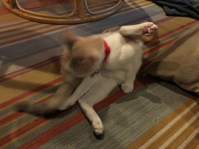 Our poised, reserved kitty still has undignified moments