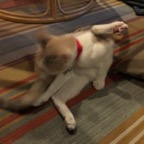 IMG_7826.jpeg