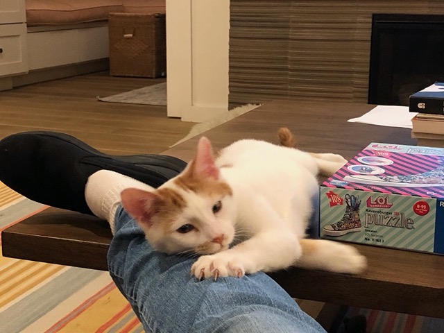 Gizmo relaxing against my leg