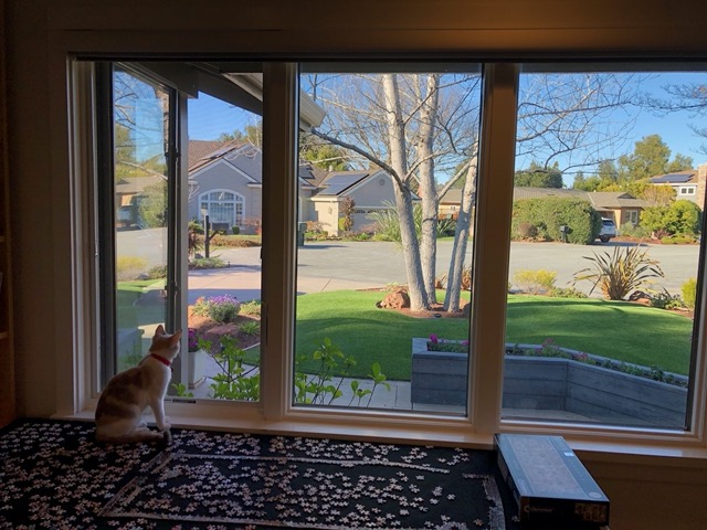 Cricket watching out our front window