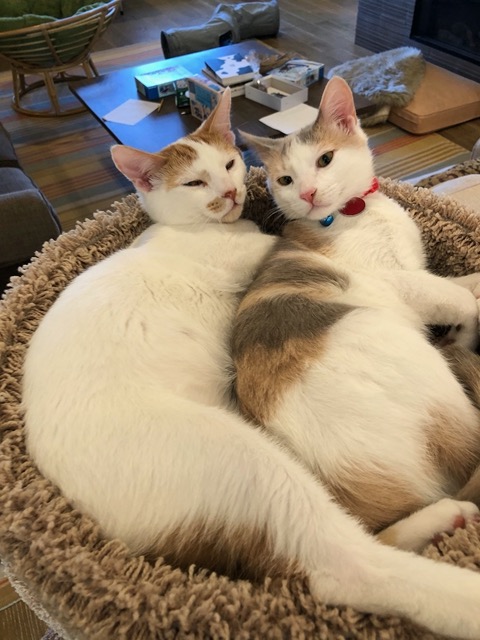 We'll need to figure out a different way to have cats and enjoy the patio