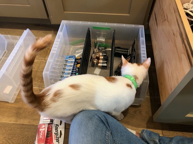 The cats are HELPING