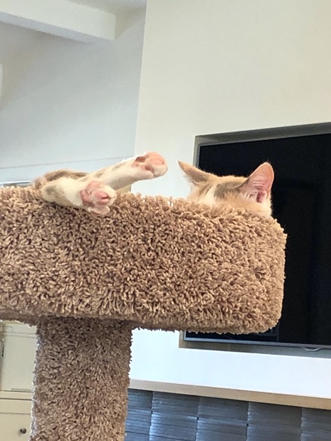Relaxed kitty, feet in the air