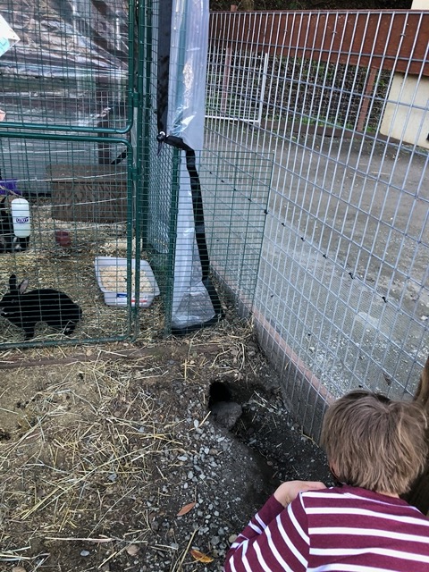 Examining a BIG hole dug by one of the rabbits