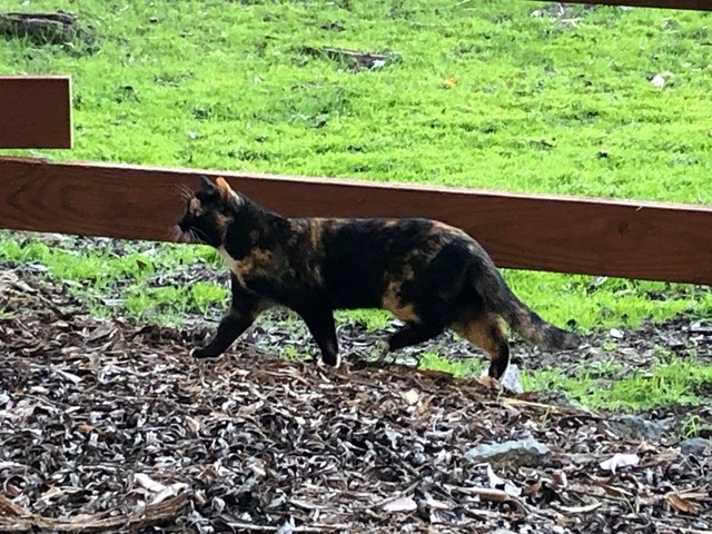 She's a pretty one.  Owen takes a MUCH greater interest in cats now that we have two
