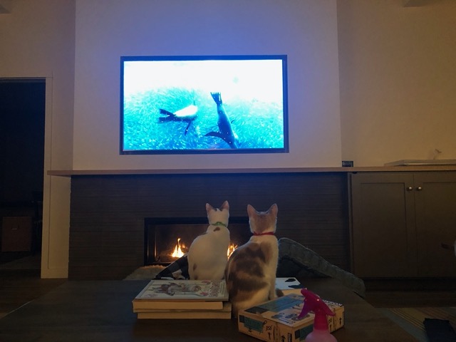 Both cats watching intently