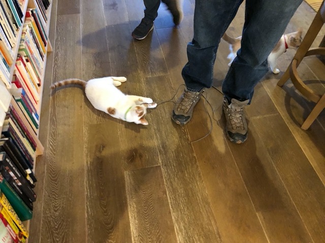 Gizmo playing with Mike's boot shoelaces