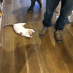 IMG_7953.jpeg