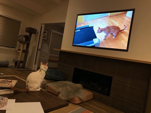 We watched a show about cats in Istanbul