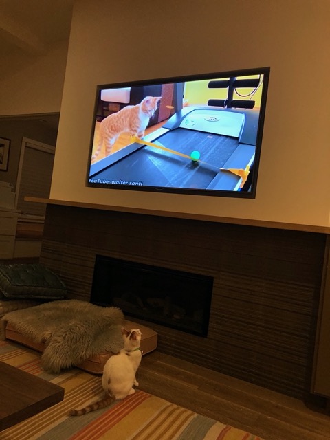 I don't know if the cats can perceive it like we do, but it's fun to watch them watch