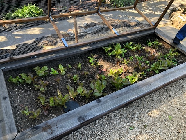 Mike's lettuces are coming up