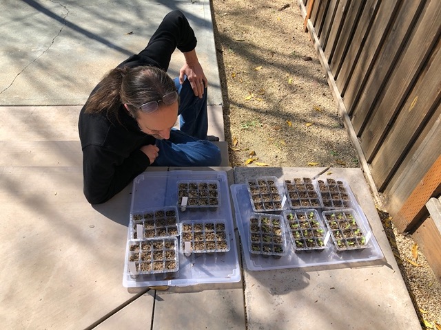 As are his seedlings