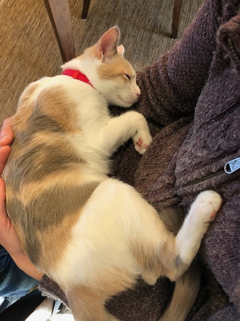 Omg, Cricket asleep on my lap!