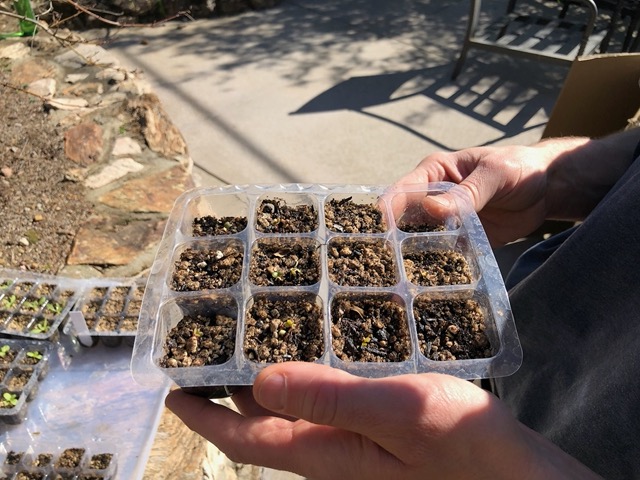 Tiny little shoots are coming up!