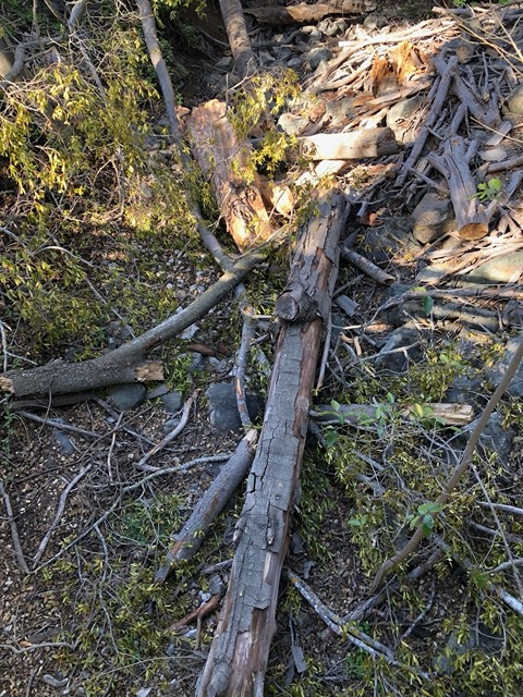 Tree down at Rancho