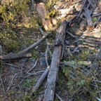 IMG_8045.jpeg