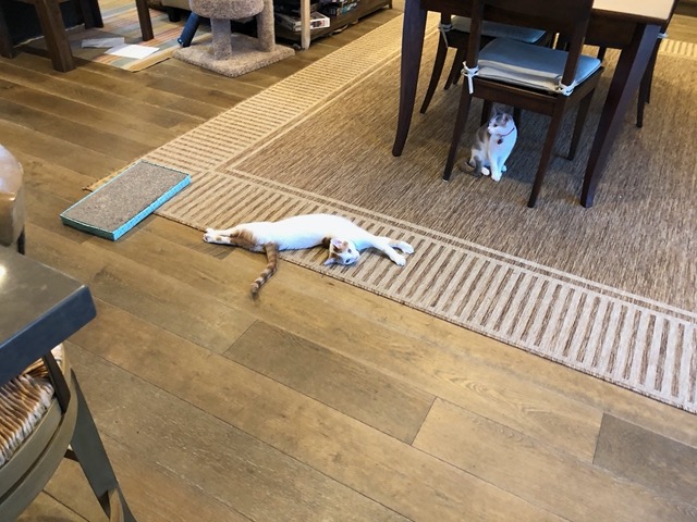 Gizmo streeeeetching on the floor