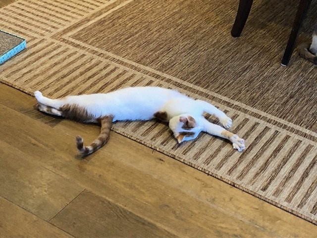 Happy cat