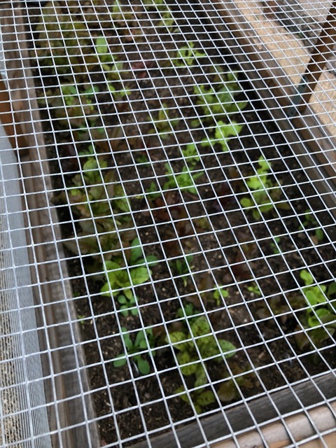 Mike's lettuces coming up