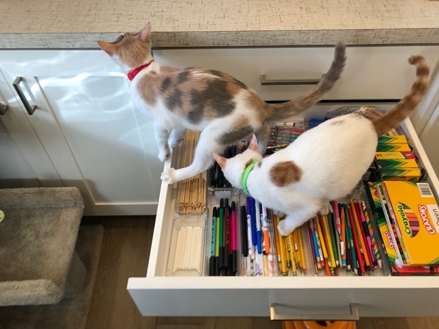 The cats HELPING me with the craft drawers