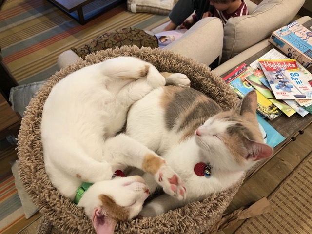 Siblings snuggling