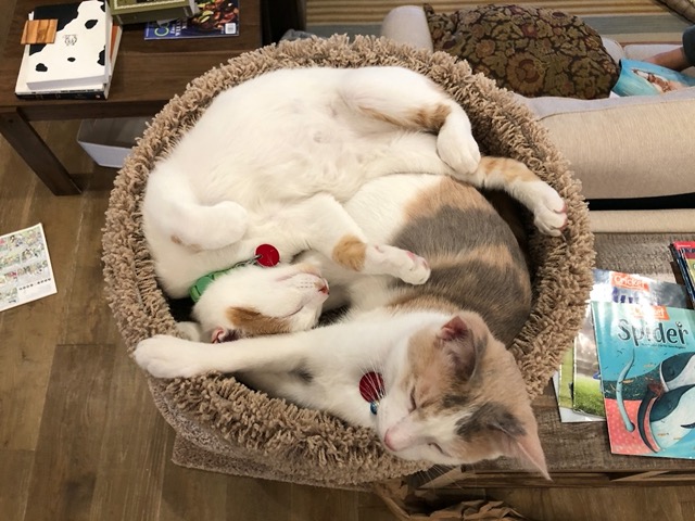 I can't choose just one photo though, they're all too cute