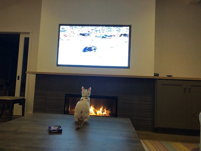 Gizmo watching a nature program with us