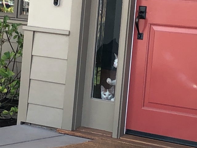 Kitties watching me come home.  So nice to come home to!