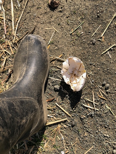 Ravens at the farm ate a goose egg