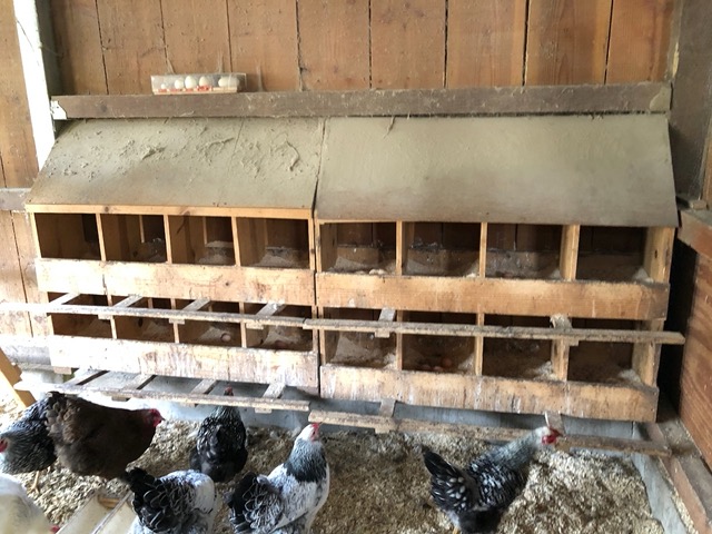 Collecting eggs