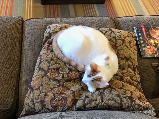 Gizmo asleep on a pillow