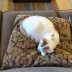 IMG_8136.jpeg