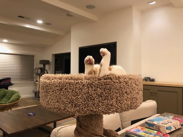 OMG he looks like a dead cat with his feet up