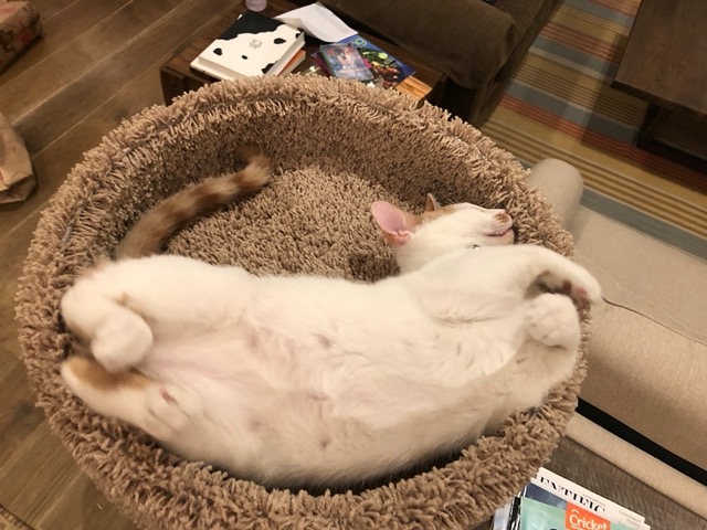 What a ridiculous position to sleep in!