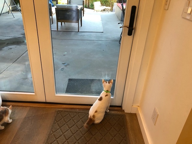 Watching activity outdoors