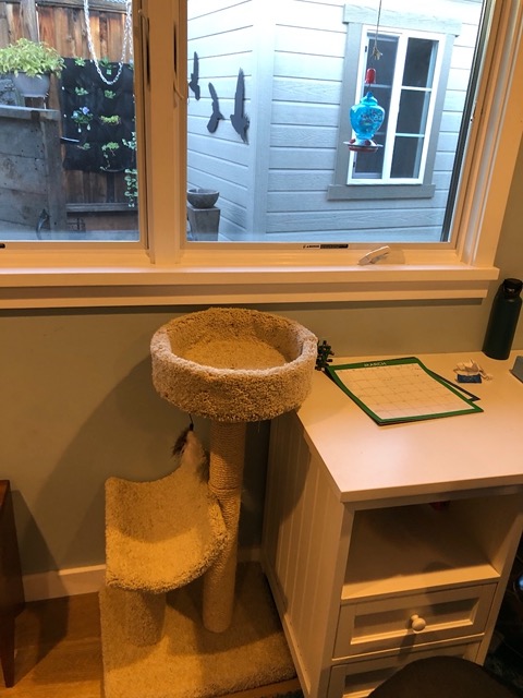 I got a cat tree for Lela's room too