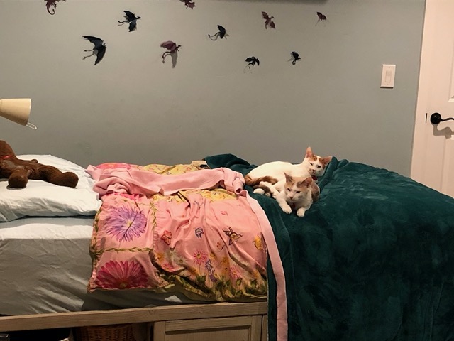 Both kitties in Lela's room