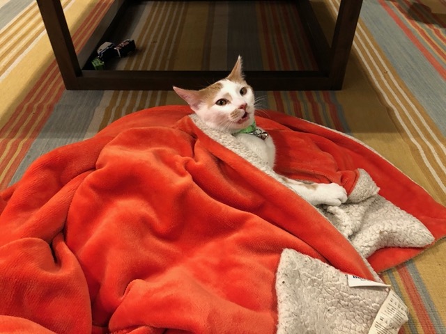 Gizmo under a blanket