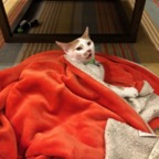 IMG_8150.jpeg