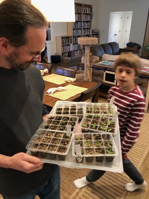 More growing seedlings!