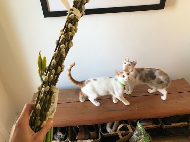 I got some pussywillows for the house