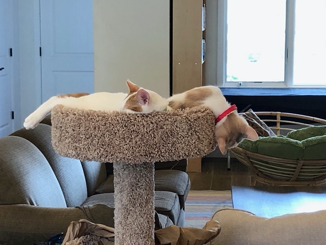 Cricket sleeping with her head lolling down