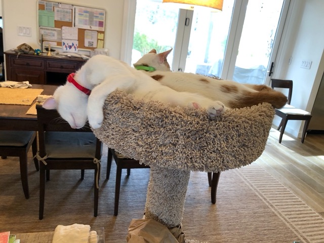 I can'e believe she can sleep like this