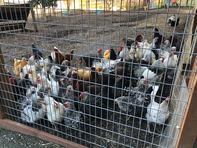 The chickens are hungry and crowd towards us