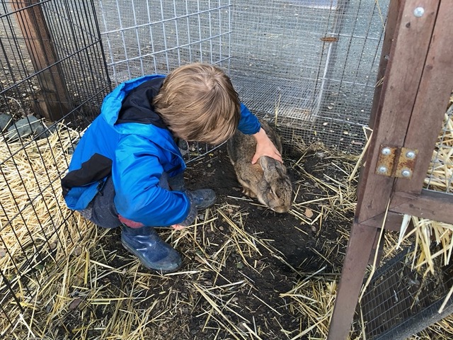 Owen petting Paul, the very sweet Flemish giant rabbit