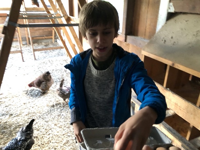 Collecting eggs